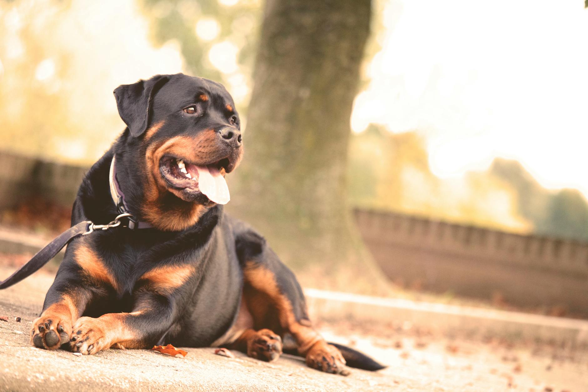 Rottweiler leżący na ziemi w słoneczny dzień na dworze